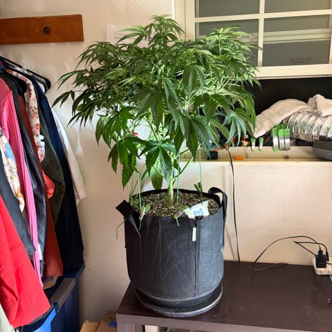 24 Carat  growlog timeline photo