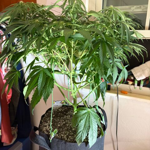 24 Carat  growlog timeline photo