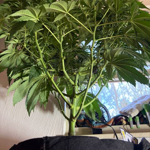 24 Carat  growlog timeline photo