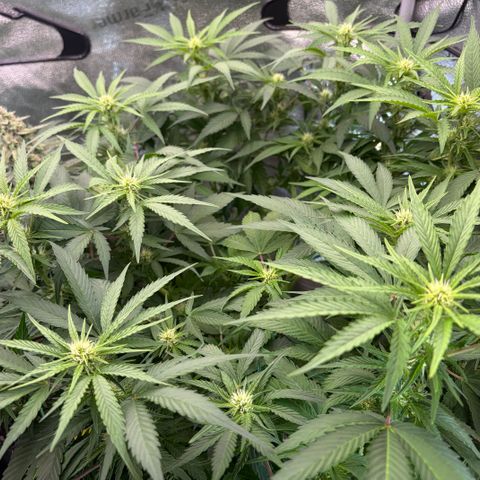 24 Carat  growlog timeline photo