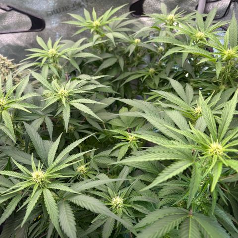 24 Carat  growlog timeline photo