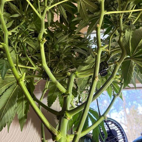 24 Carat  growlog timeline photo