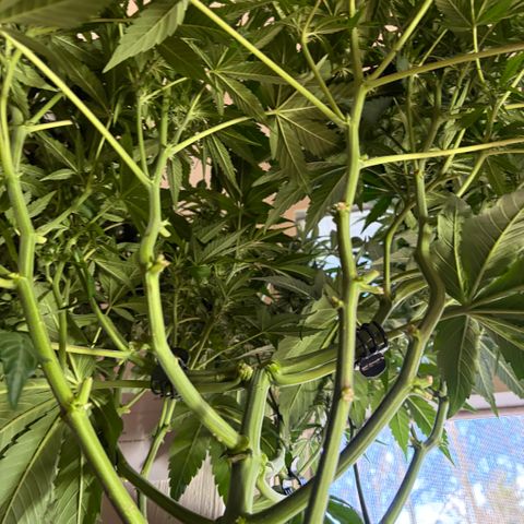 24 Carat  growlog timeline photo