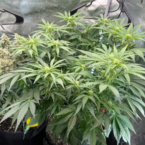 24 Carat  growlog timeline photo