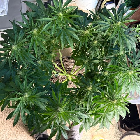 24 Carat  growlog timeline photo