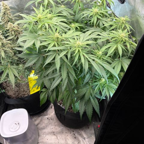 24 Carat  growlog timeline photo