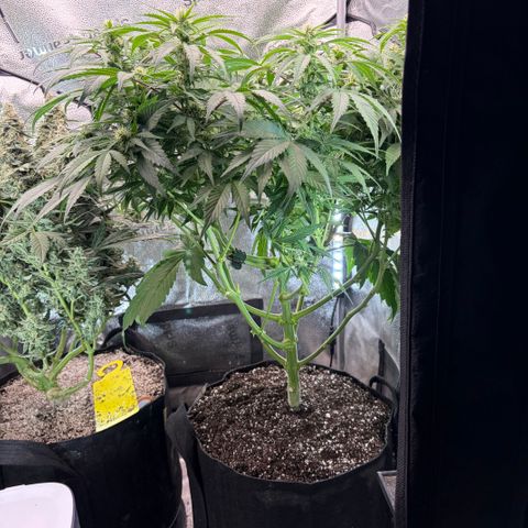 24 Carat  growlog timeline photo