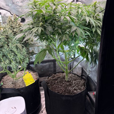 24 Carat  growlog timeline photo