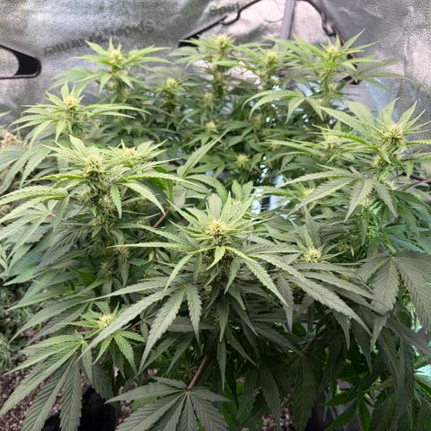 24 Carat  growlog timeline photo