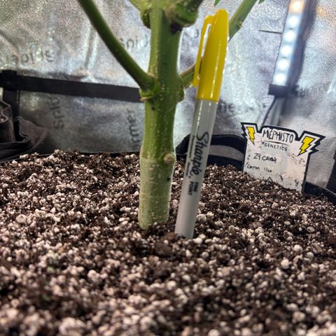 24 Carat  growlog timeline photo