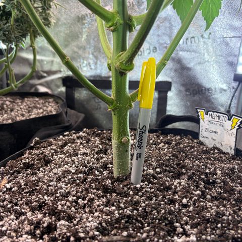 24 Carat  growlog timeline photo