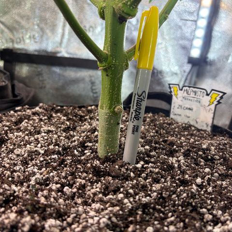 24 Carat  growlog timeline photo
