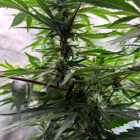 24 Carat  growlog timeline photo