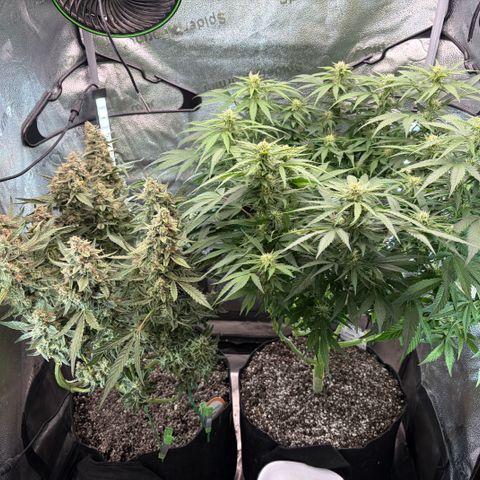 24 Carat  growlog timeline photo