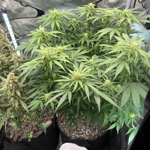 24 Carat  growlog timeline photo