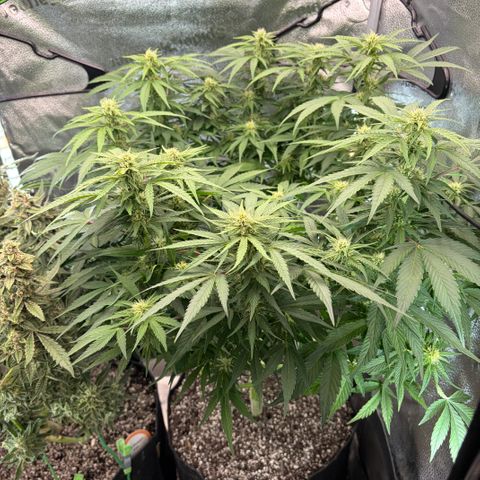 24 Carat  growlog timeline photo