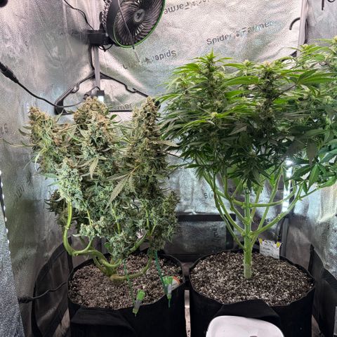 24 Carat  growlog timeline photo