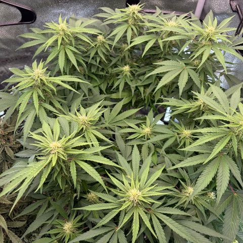 24 Carat  growlog timeline photo