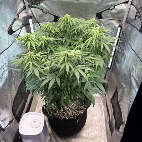 24 Carat  growlog timeline photo
