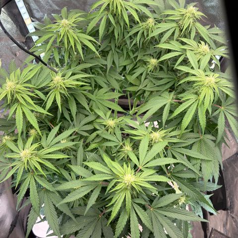 24 Carat  growlog timeline photo