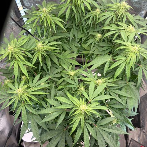 24 Carat  growlog timeline photo