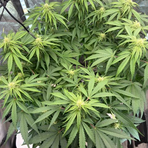 24 Carat  growlog timeline photo