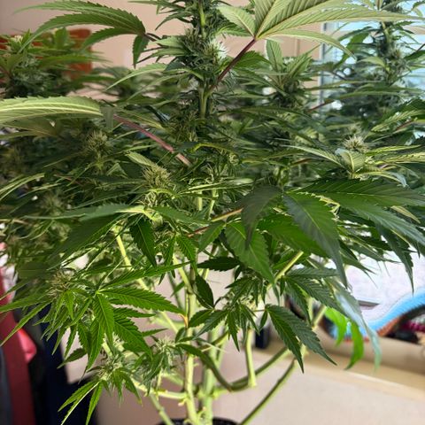 24 Carat  growlog timeline photo