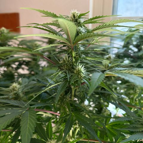 24 Carat  growlog timeline photo