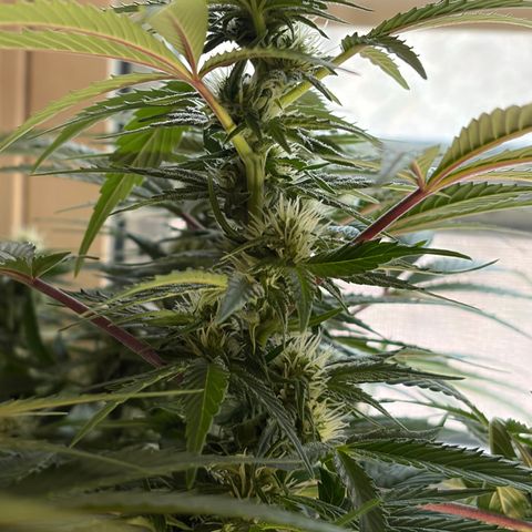 24 Carat  growlog timeline photo