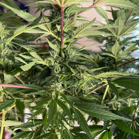 24 Carat  growlog timeline photo