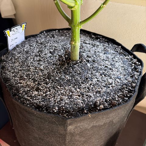 24 Carat  growlog timeline photo