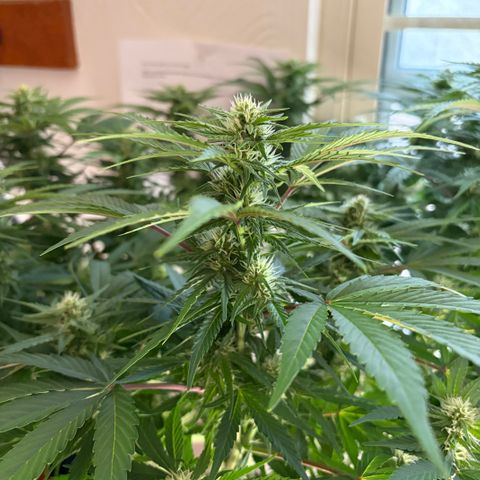 24 Carat  growlog timeline photo
