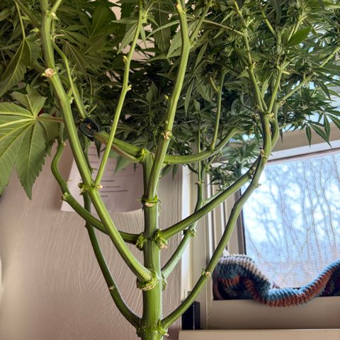 24 Carat  growlog timeline photo