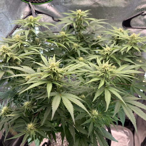 24 Carat  growlog timeline photo