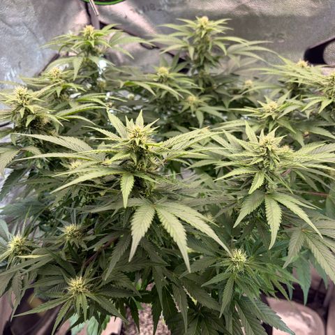 24 Carat  growlog timeline photo