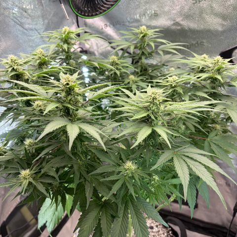 24 Carat  growlog timeline photo