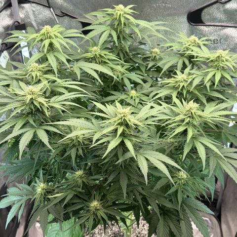 24 Carat  growlog timeline photo