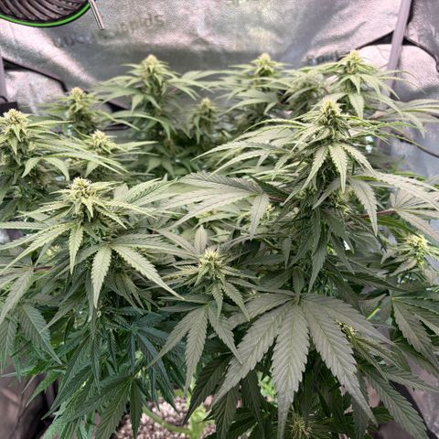 24 Carat  growlog timeline photo