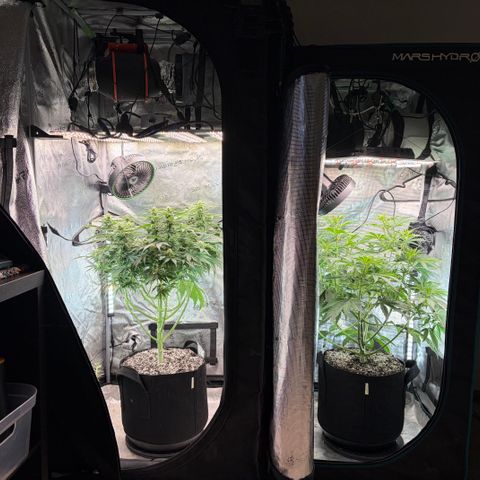 24 Carat  growlog timeline photo