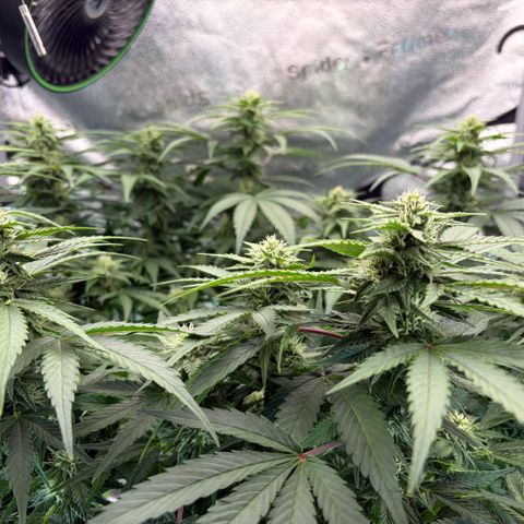 24 Carat  growlog timeline photo