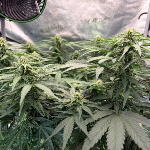 24 Carat  growlog timeline photo