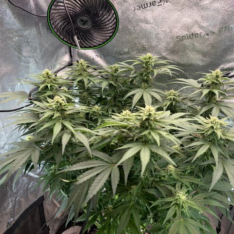 24 Carat  growlog timeline photo