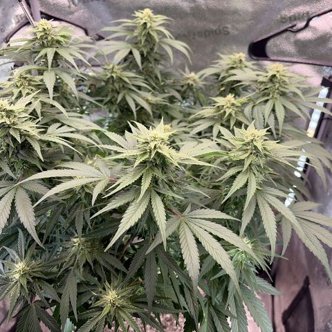 24 Carat  growlog timeline photo