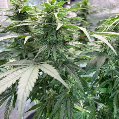 24 Carat  growlog timeline photo