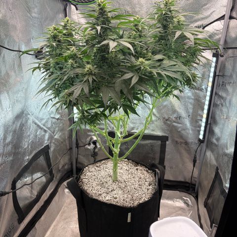 24 Carat  growlog timeline photo