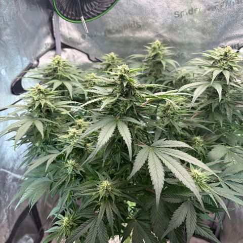 24 Carat  growlog timeline photo