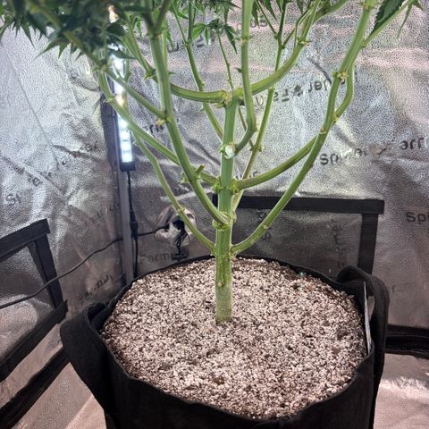 24 Carat  growlog timeline photo