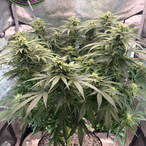 24 Carat  growlog timeline photo