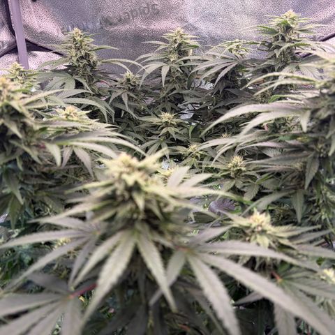 24 Carat  growlog timeline photo