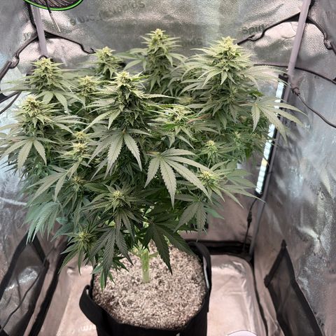 24 Carat  growlog timeline photo